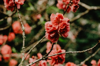 粉红花瓣花朵的近景照片